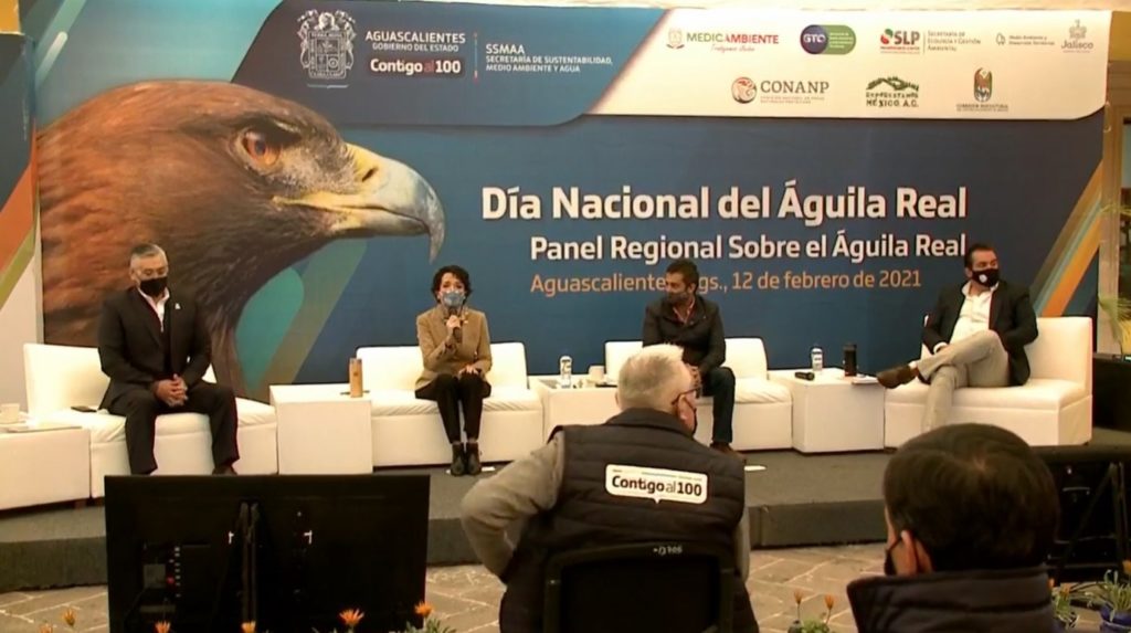 Guanajuato conserva hábitat de águila real en zonas de reserva. – Boletines  Dependencias