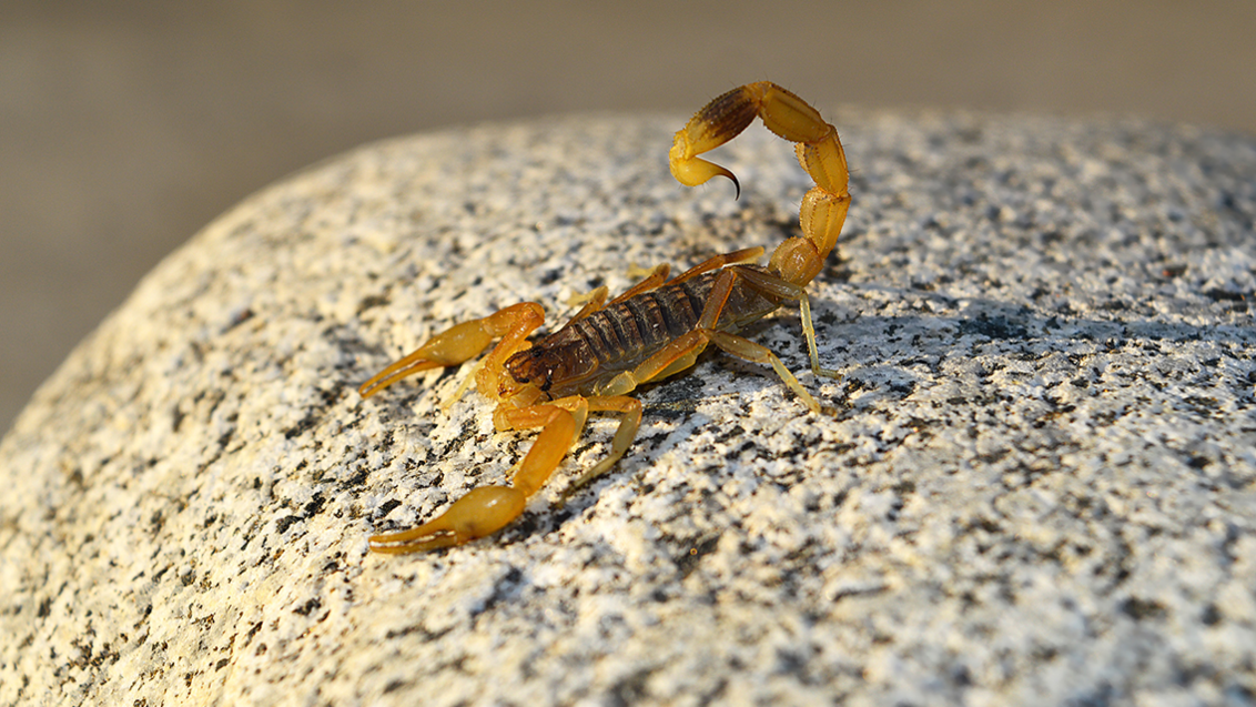 The Gto Health System reported 10,913 cases of poisoning from scorpion stings.  – Bulletins of dependencies
