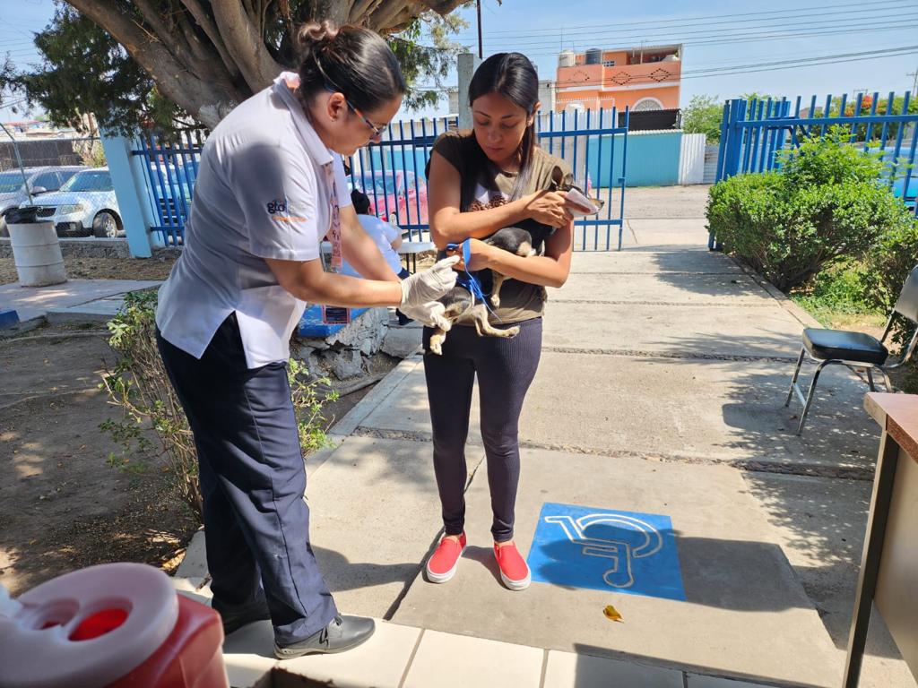 “Guanajuato Health System Launches Intensive Anti-Rabies Vaccination Week 2023 for Dogs and Cats”