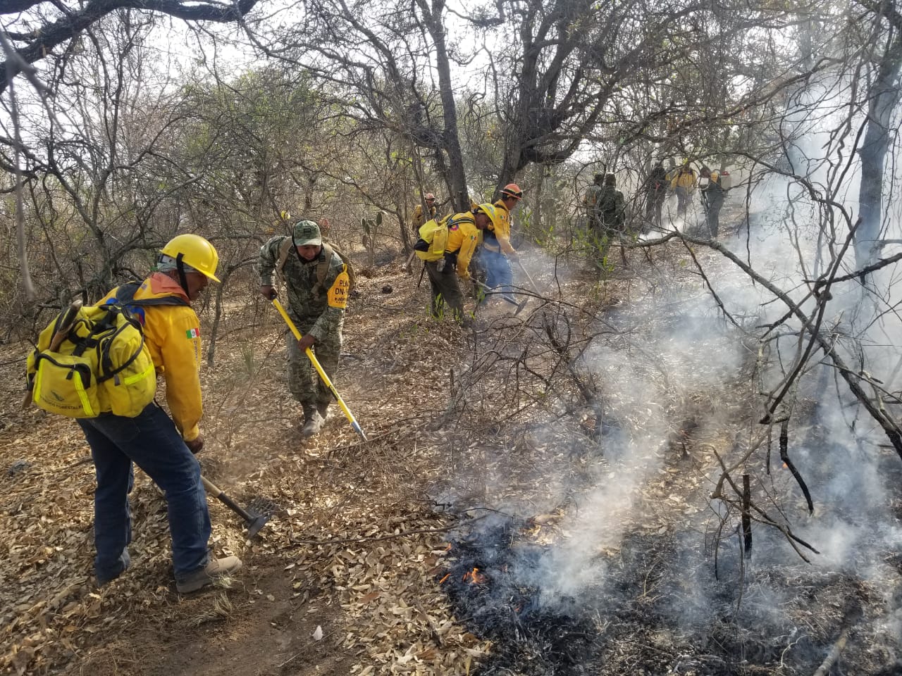 Combatientes De Incendios Forestales Guardianes De La Biodiversidad En El Estado Boletines 1222