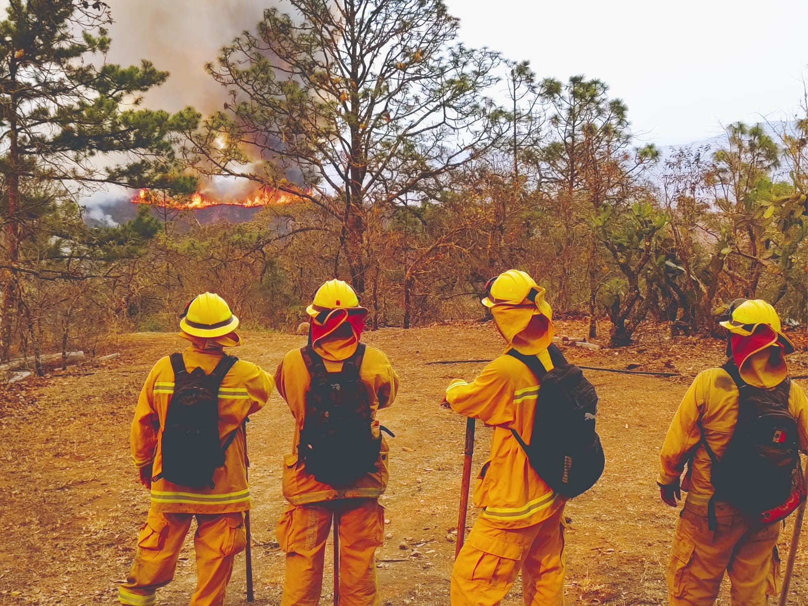 Continúan las operaciones de combate contra el incendio forestal registrado en la Sierra Gorda, en los límites entre San Luis Potosí y Guanajuato