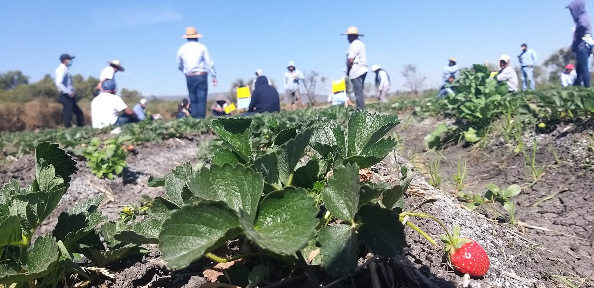 Gracias al trabajo conjunto entre la Secretaría del Campo, el Cesaveg, productores y viveristas, la enfermedad de la Pestalotia en fresa ha bajado sus niveles de incidencia pasando de un 60% registrado en 2022, año de su aparición en el estado, a un 9.6% registrado en la actualidad.🍓