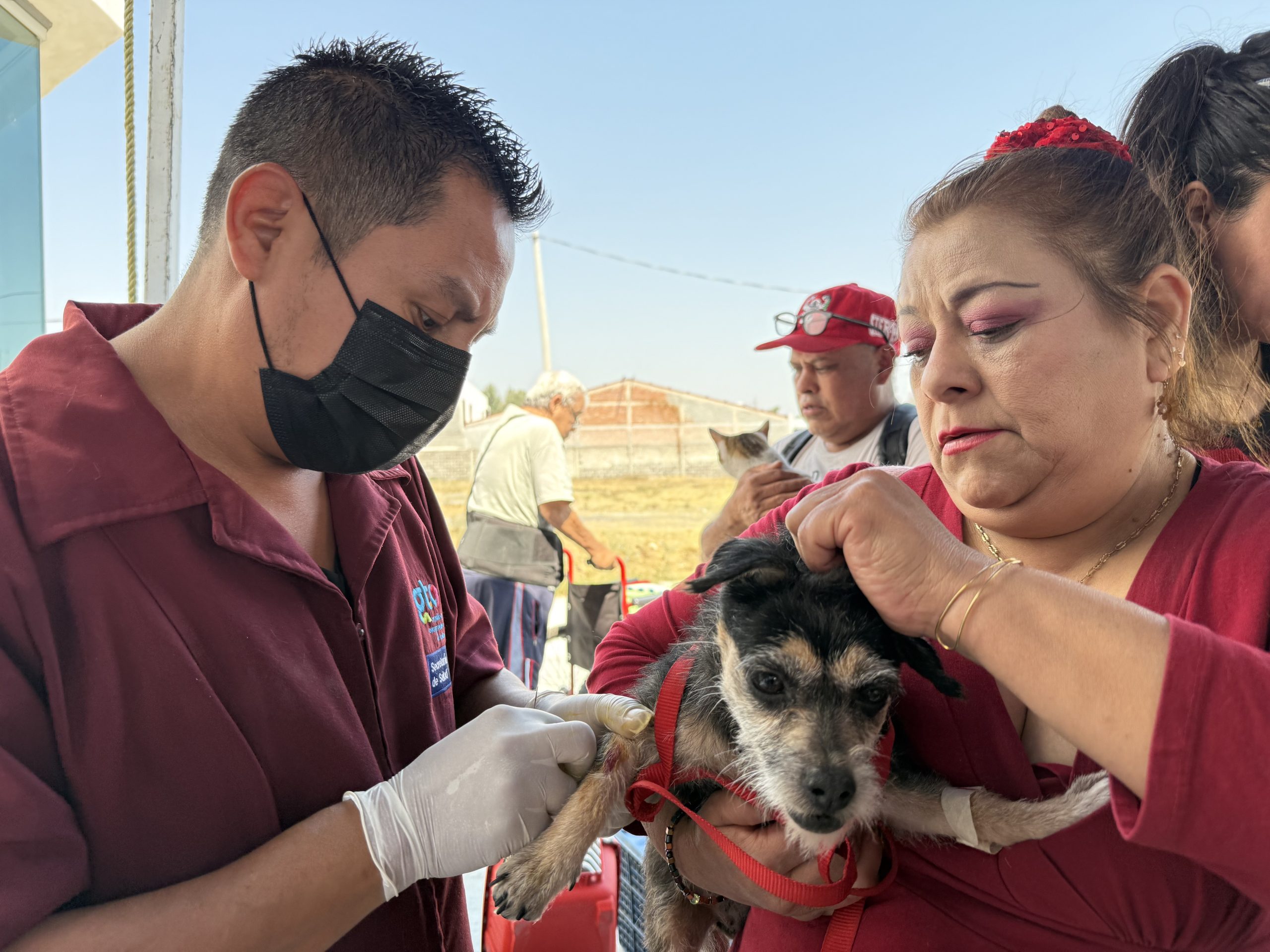 SSG realiza una Jornada Masiva de Esterilización de Perros y Gatos en Irapuato.