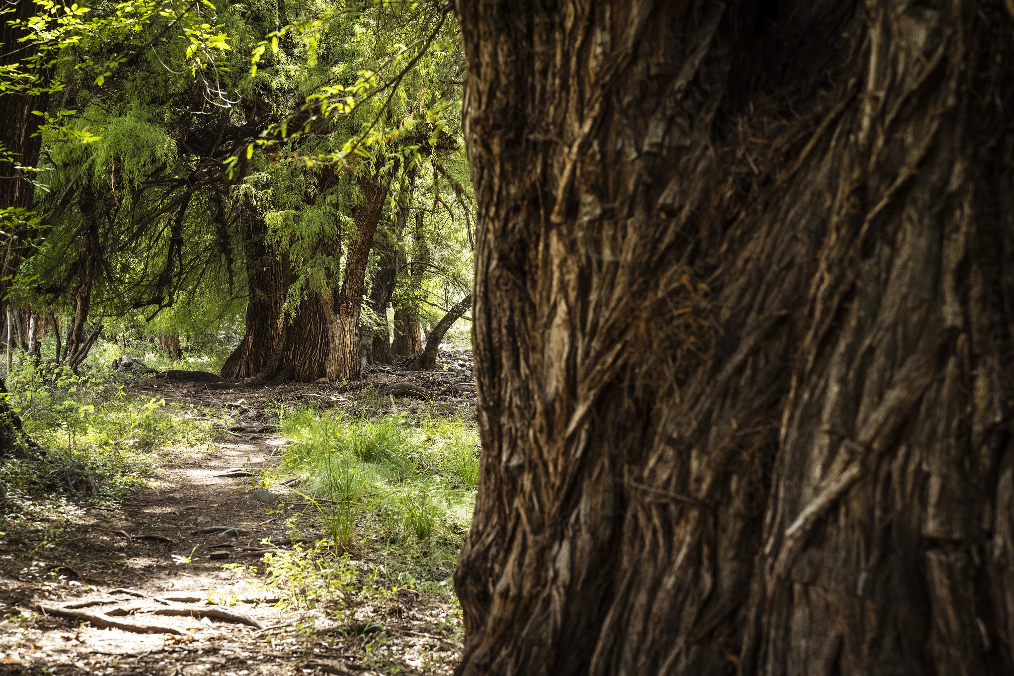 Consolidan acciones de reforestación en Guanajuato en el marco del día mundial del árbol