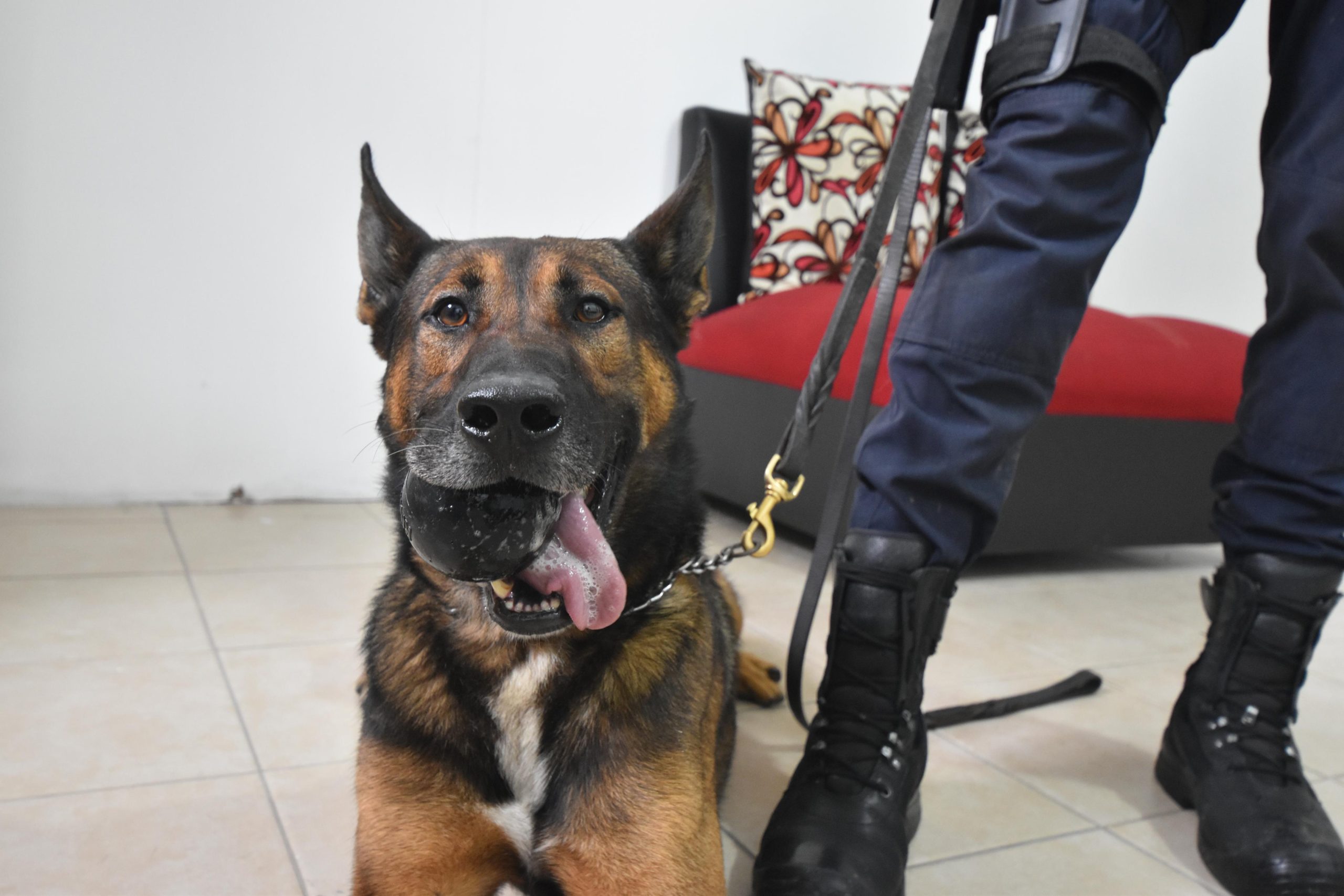 Unidad Canina K9 de las FSPE: confianza, disciplina y olfato que protegen
