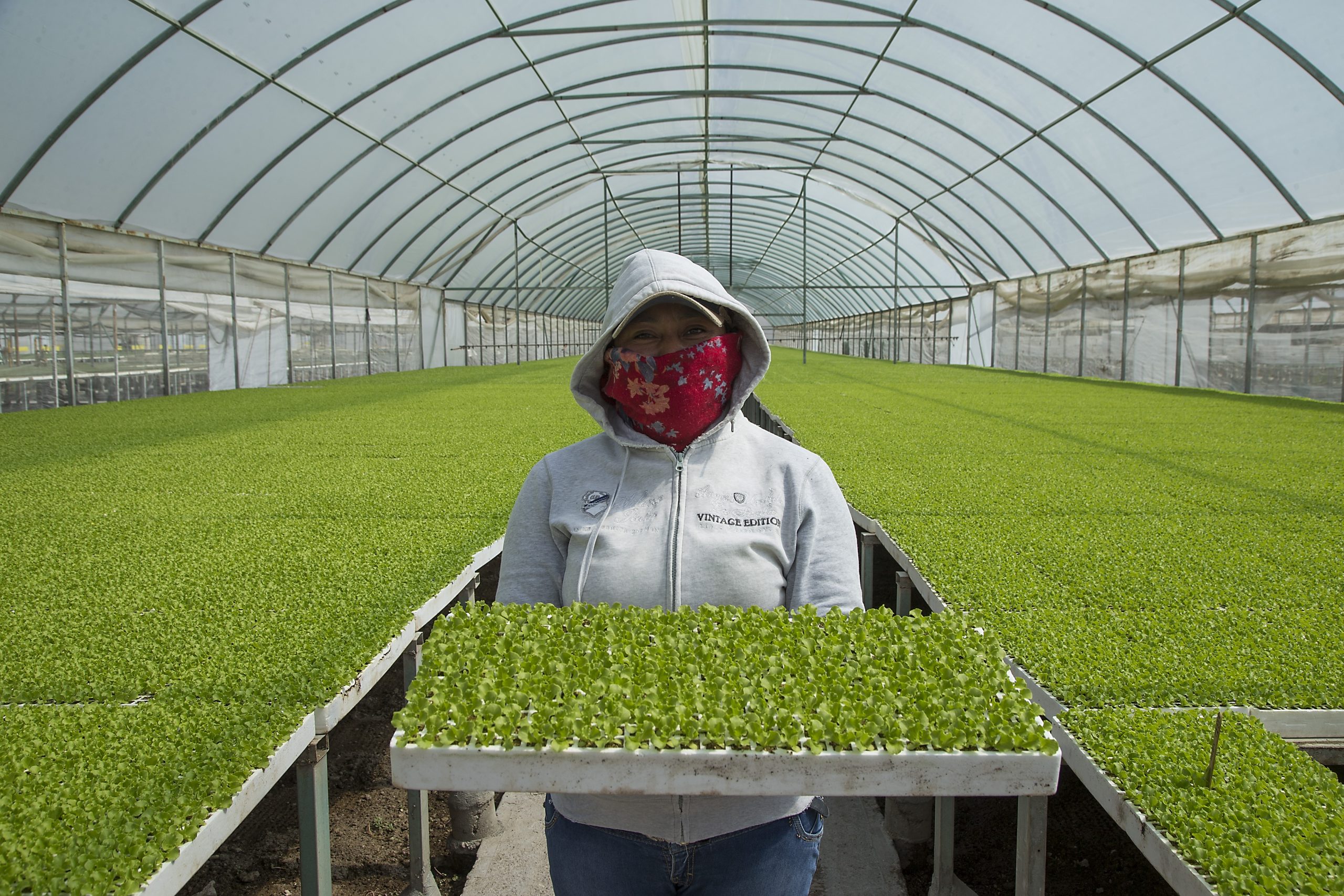 Empresas agroalimentarias de municipios como San Francisco del Rincón, Celaya y Dolores Hidalgo participaron en el primer webinar “Sabores que Traspasan Fronteras”, una iniciativa de COFOC
E que busca llevar capacitación exportadora gratuita a todas las regiones de Guanajuato.