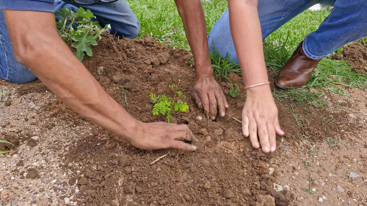 Consolidan acciones de reforestación en Guanajuato