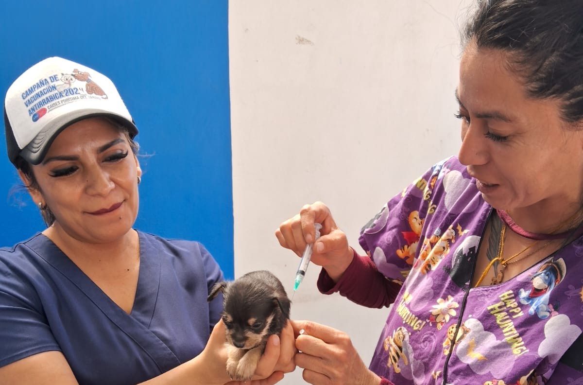 SSG realizará en Irapuato la Semana de Vacunación Antirrábica 2025.