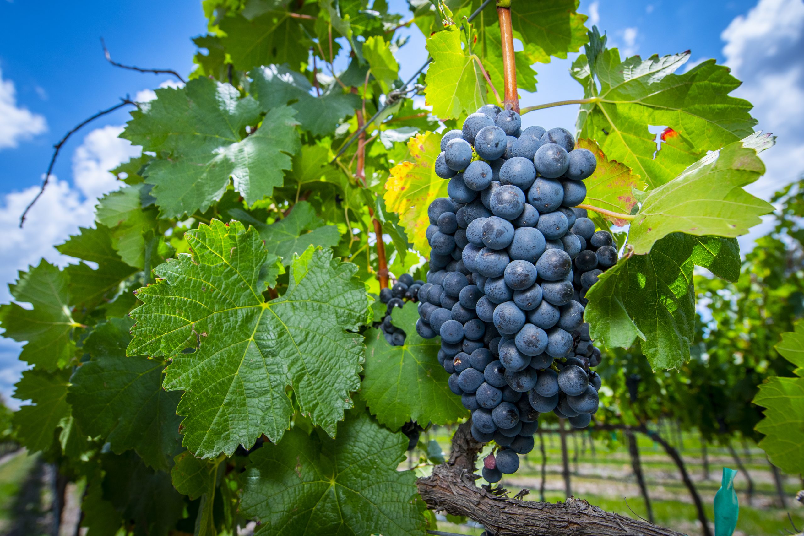 Guanajuato conquistará Yucatán con su vino y su gastronomía en “La Vid y la Ceiba – Vendimia Maya”