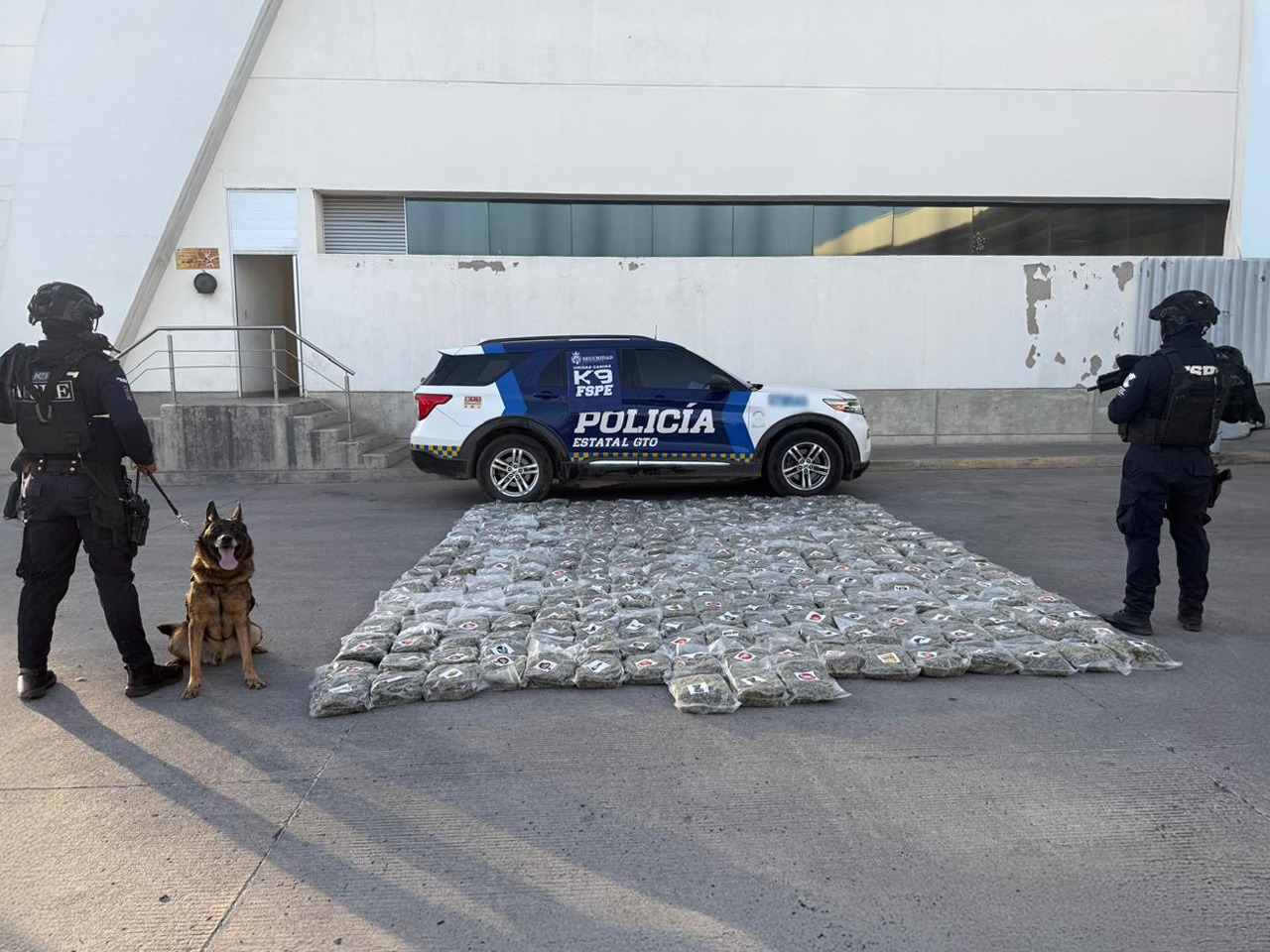 Frustra oficial canino de la Secretaría de Seguridad y Paz envío de 162 kilos de marihuana hacia dos estados del país