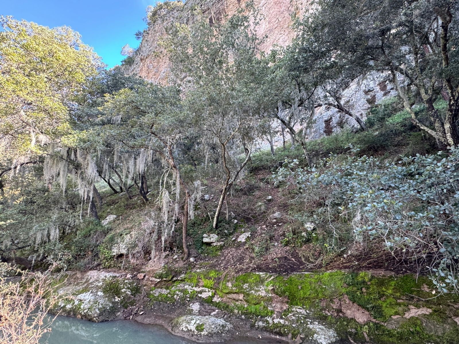 PAOT invita a evitar el uso de musgo y heno en temporada navideña