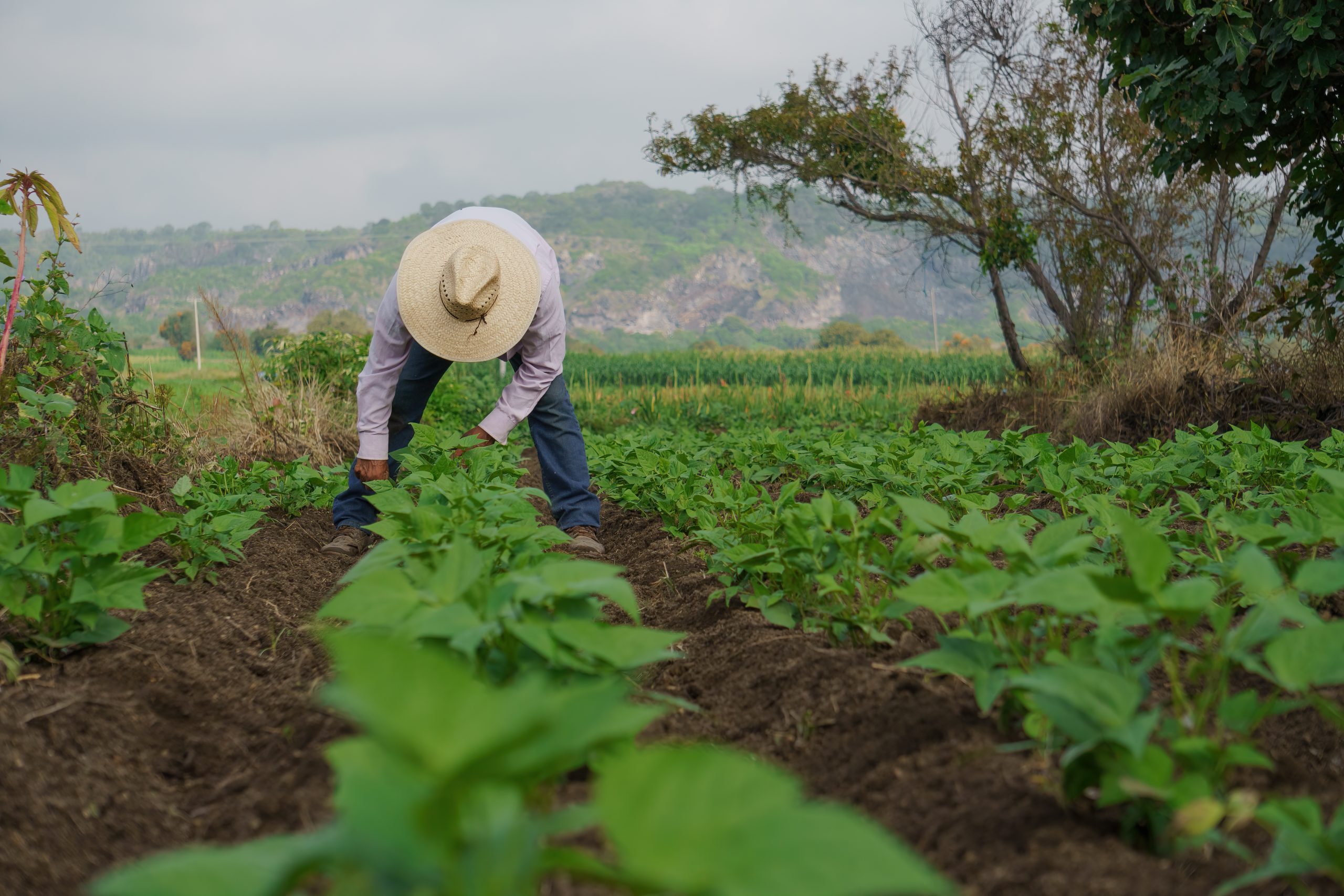 IECA y Syngenta lanzan el programa de capacitación en línea gratuito sobre agricultura sostenible a través de la plataforma #PROAgricultor