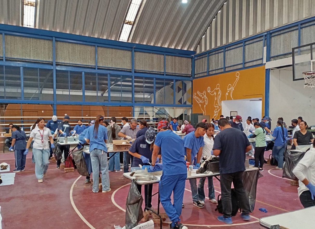 SSG realizó 264 cirugías de esterilización de perros y gatos en Salvatierra.