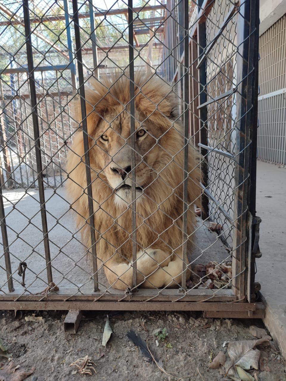 Unidad K9 rescata y asegura fauna silvestre en Celaya 
