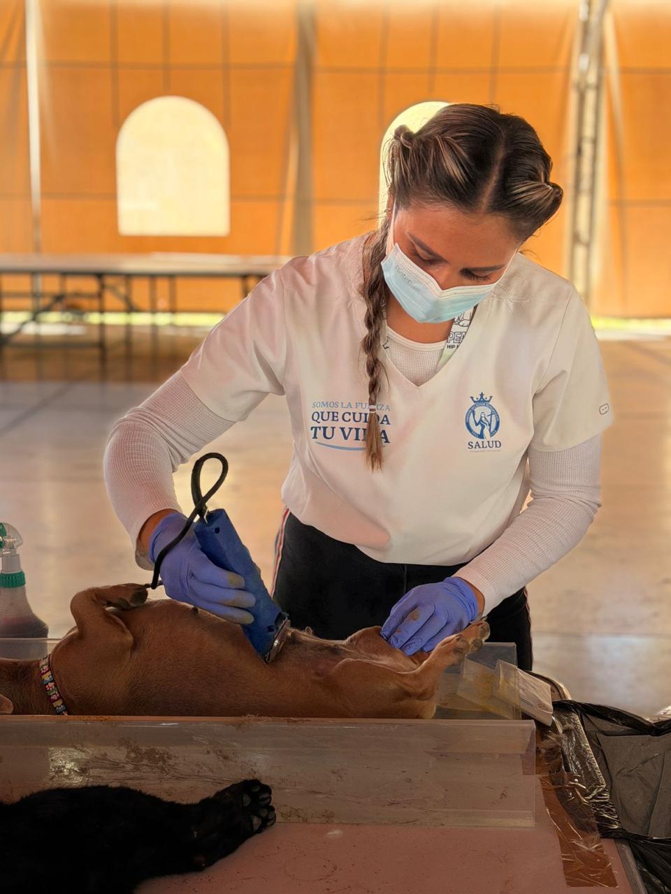 SSG realizó Jornada de 200 esterilizaciones de canes y gatos en Jerécuaro.