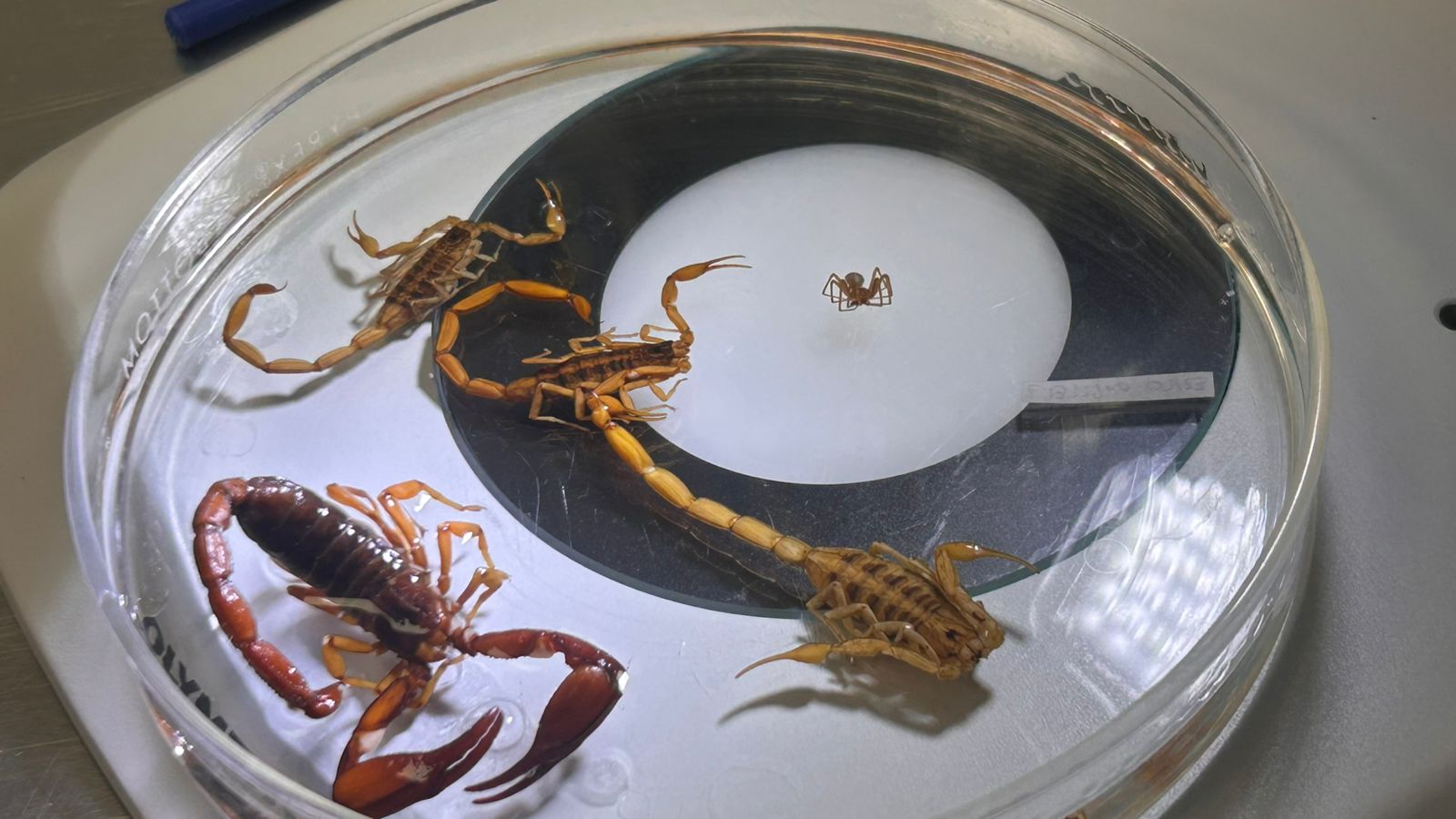 SSG cuenta con abasto suficiente de suero antialacránico para atender demanda estatal.