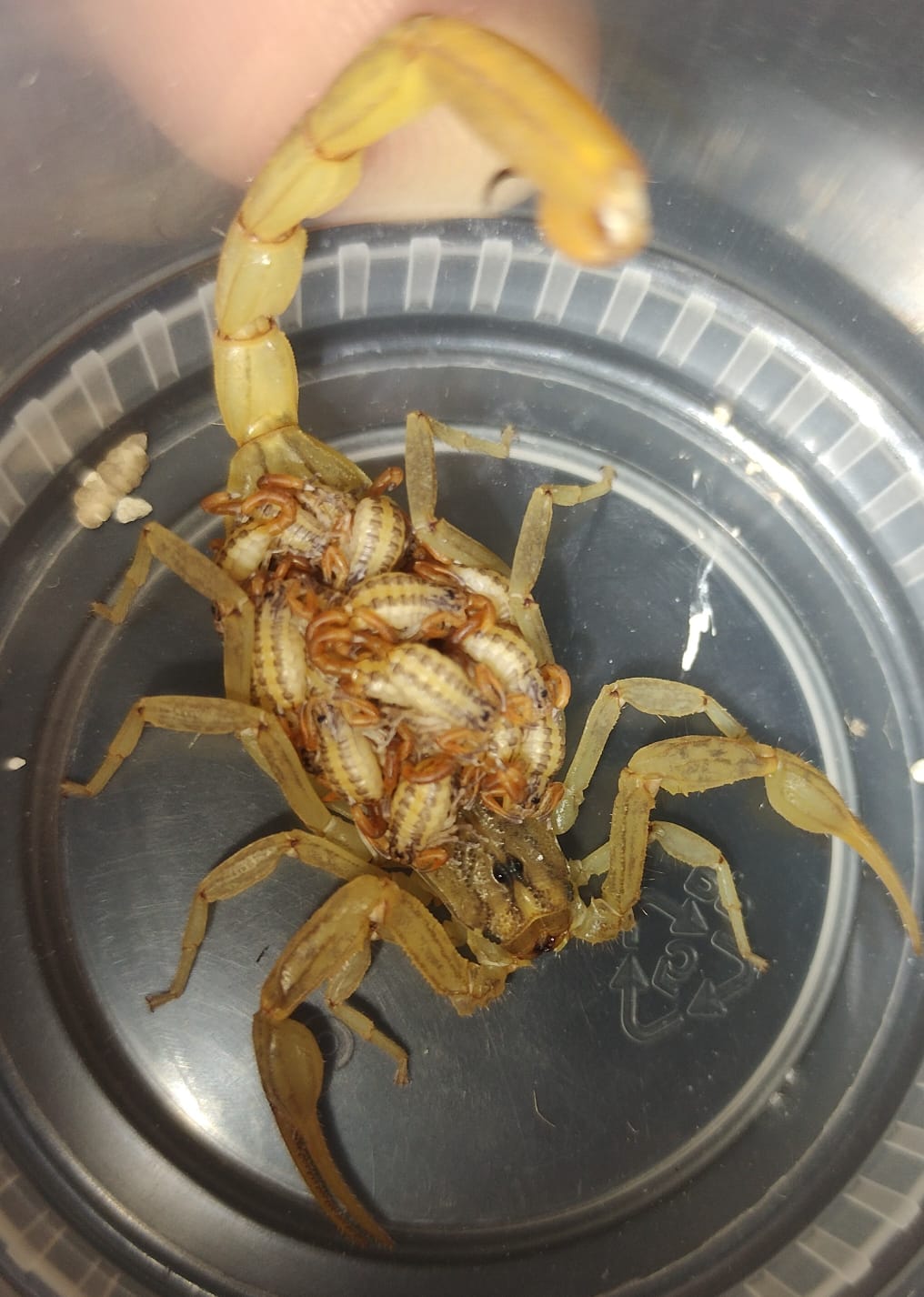 SSG brinda 10 mil 847 atenciones por picaduras de alacrán en el año.