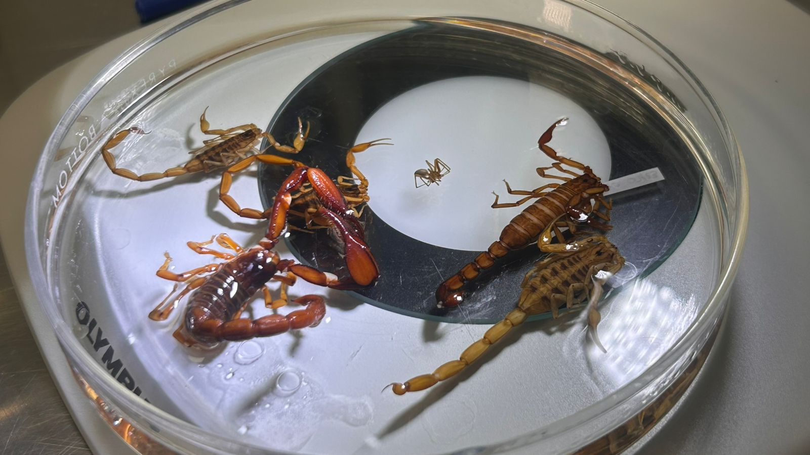 SSG exhorta a prevenir picaduras de alacrán por incremento de la temperatura.