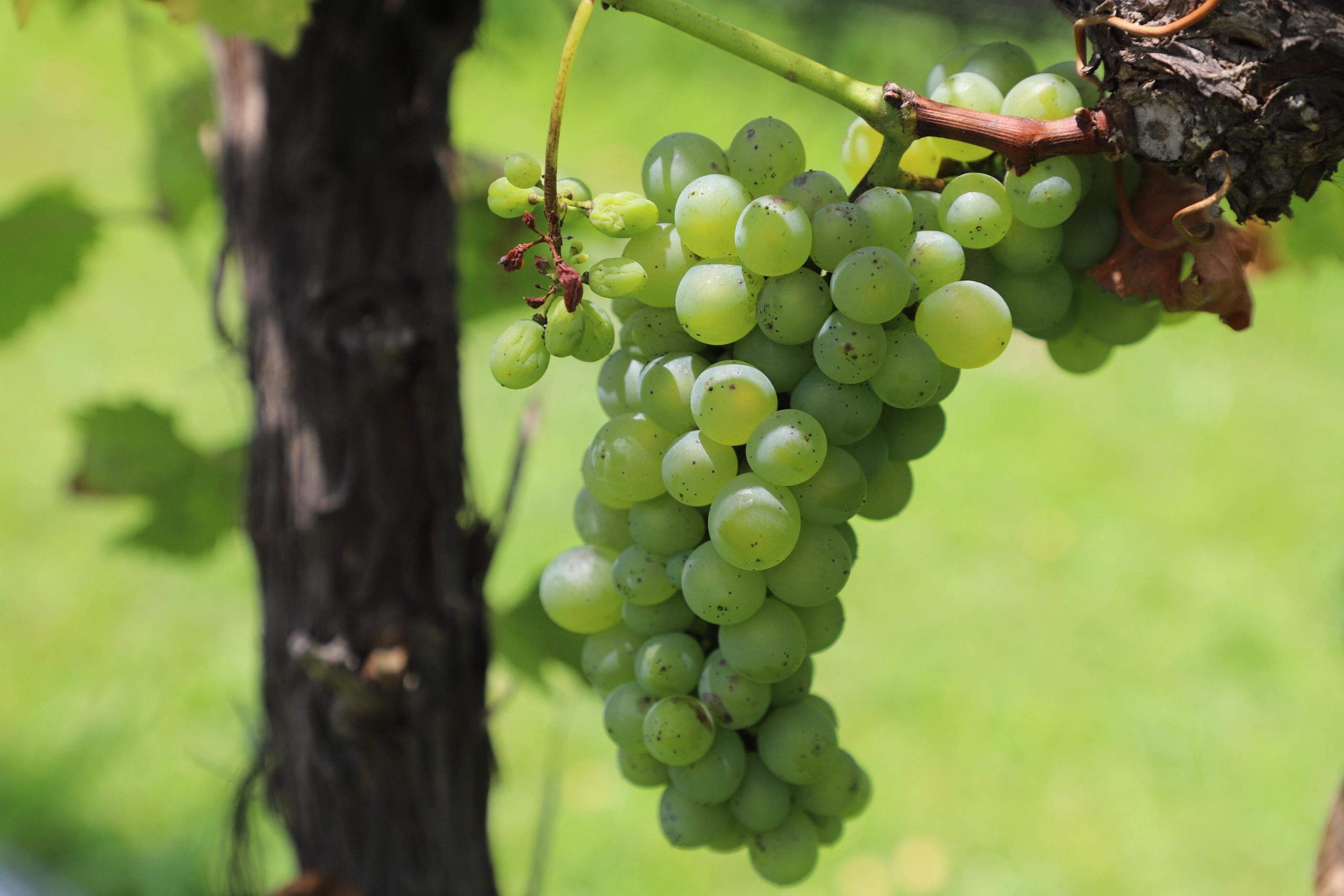 Guanajuato lidera a México en Bacchus 2026