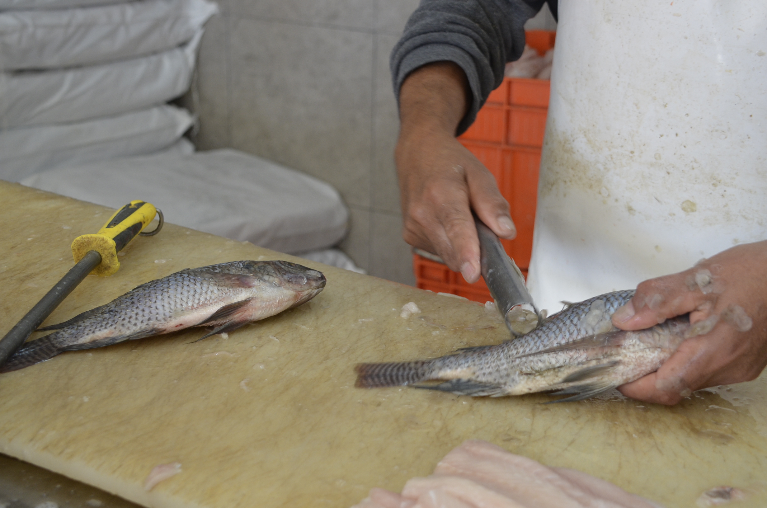 SSG elimina riesgos sanitarios en el consumo de productos provenientes de la pesca.