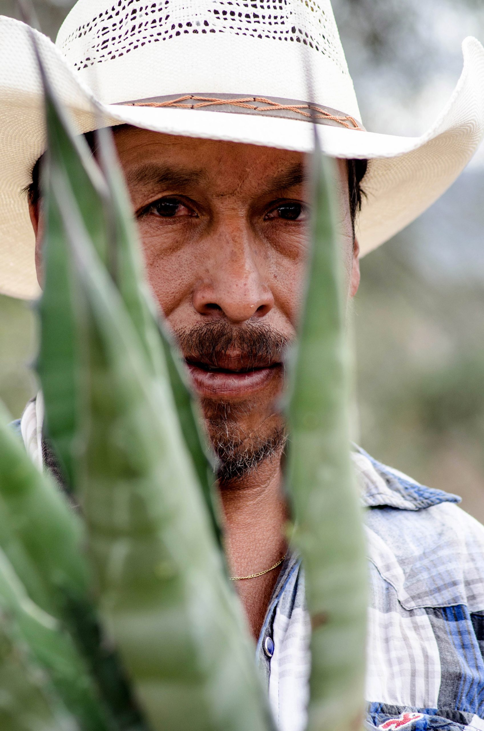 Guanajuato suma 4 municipios más a la Denominación de Origen Mezcal otorgada por el IMPI
