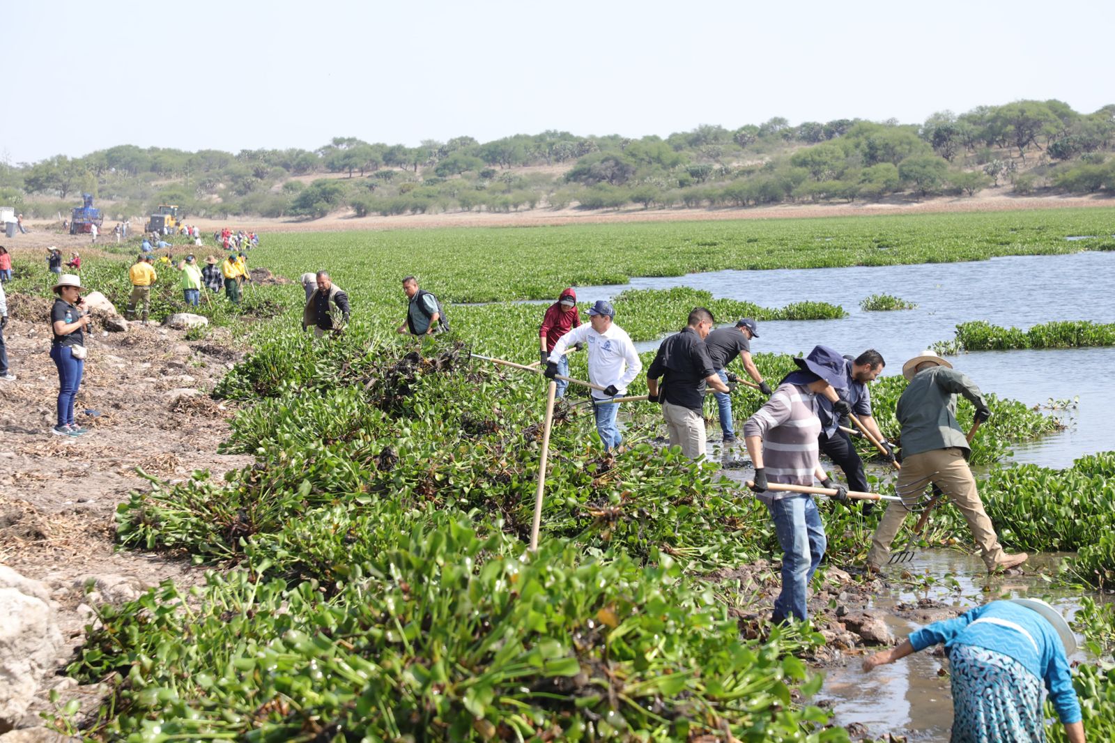Continúa segunda jornada de retiro de lirio acuático en la presa Ignacio Allende