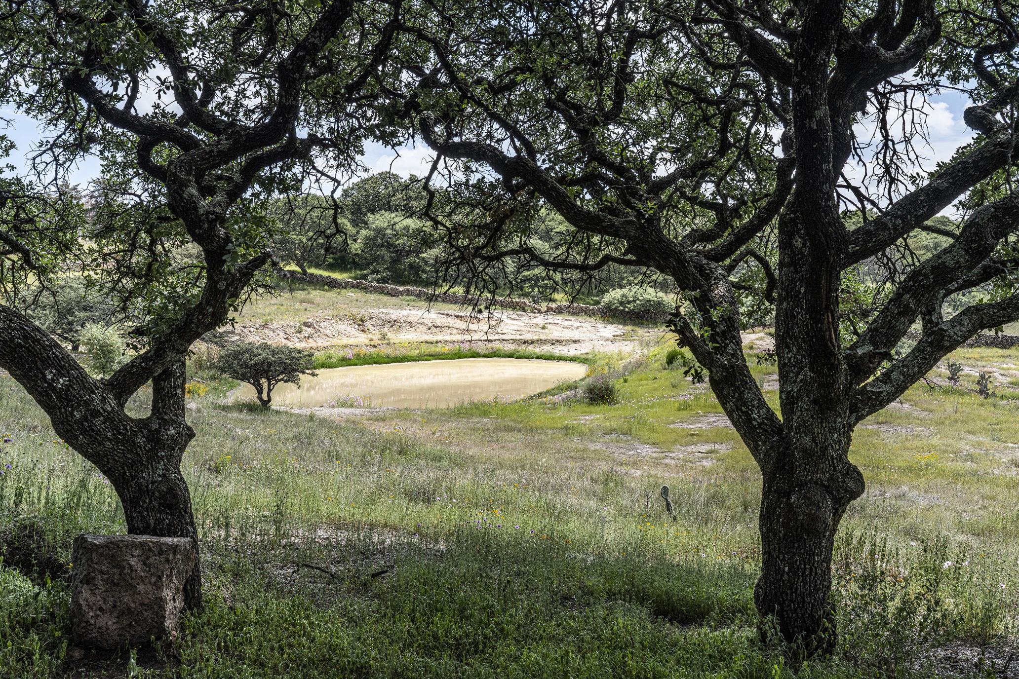 Invitan a participar en convocatoria para la restauración forestal del programa de compensación ambiental en terrenos forestales del Estado de Guanajuato