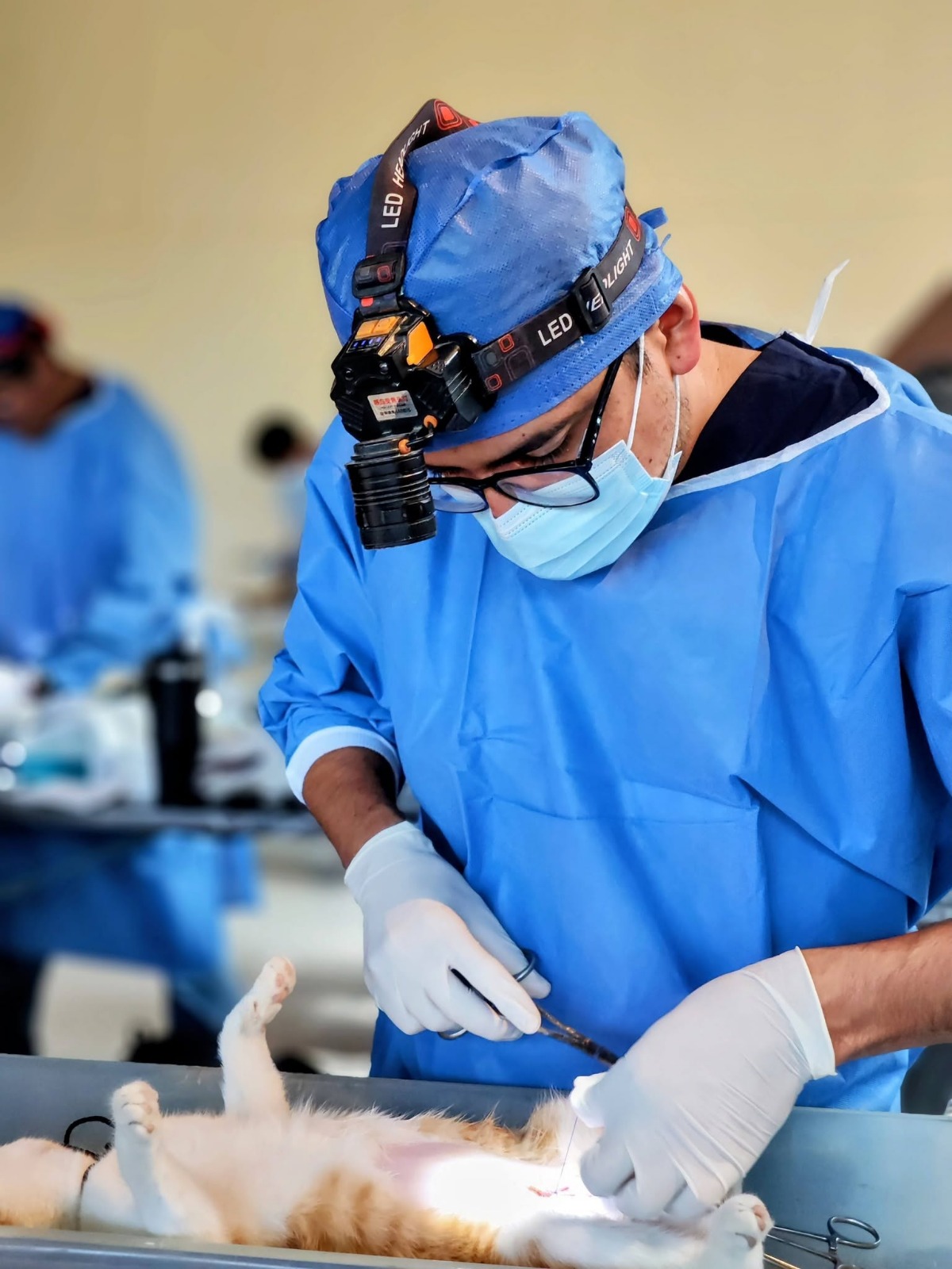SSG programa 250 esterilizaciones gratuitas de perros y gatos en Celaya.