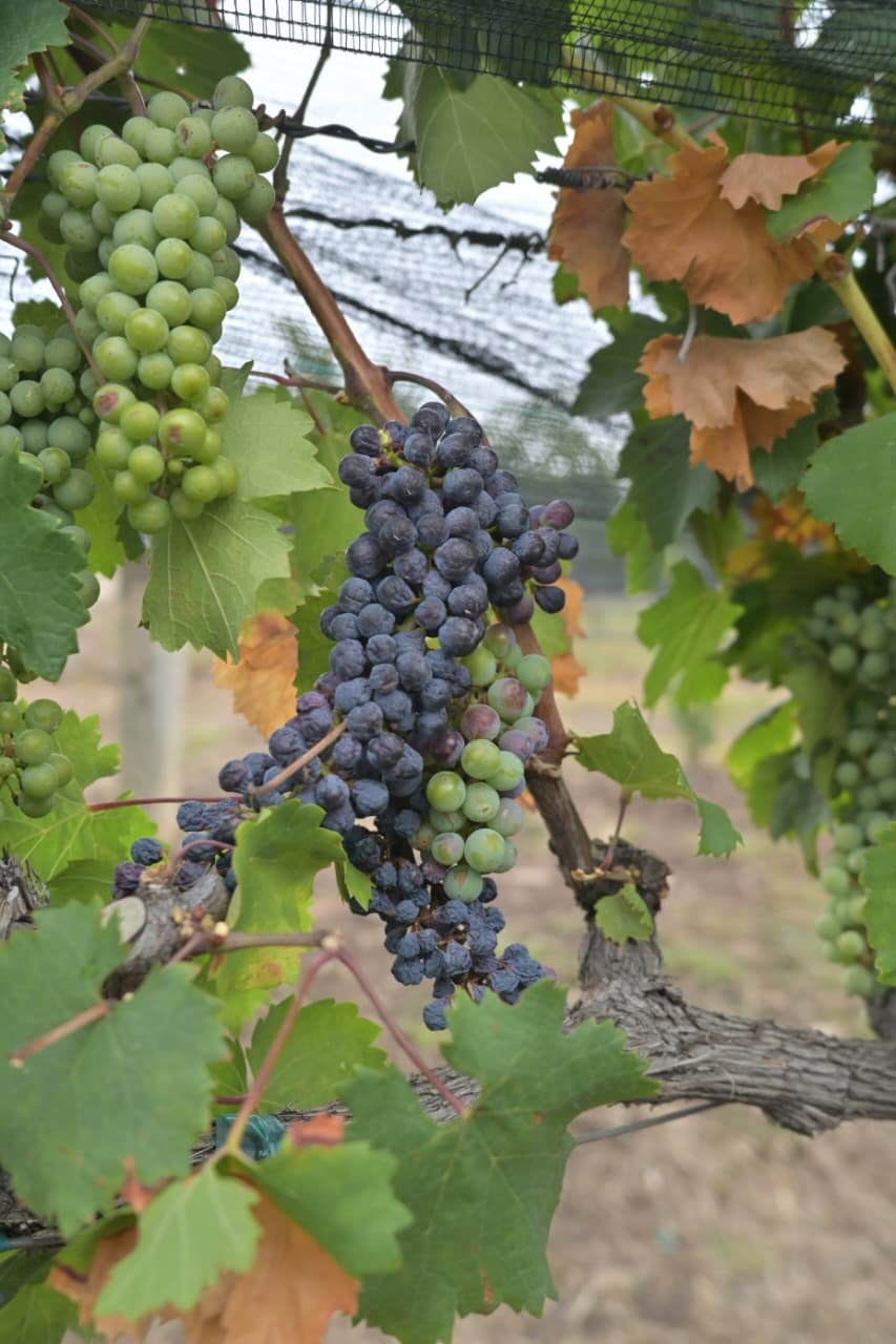 Concluye con éxito la Semana del Vino de Guanajuato 2026