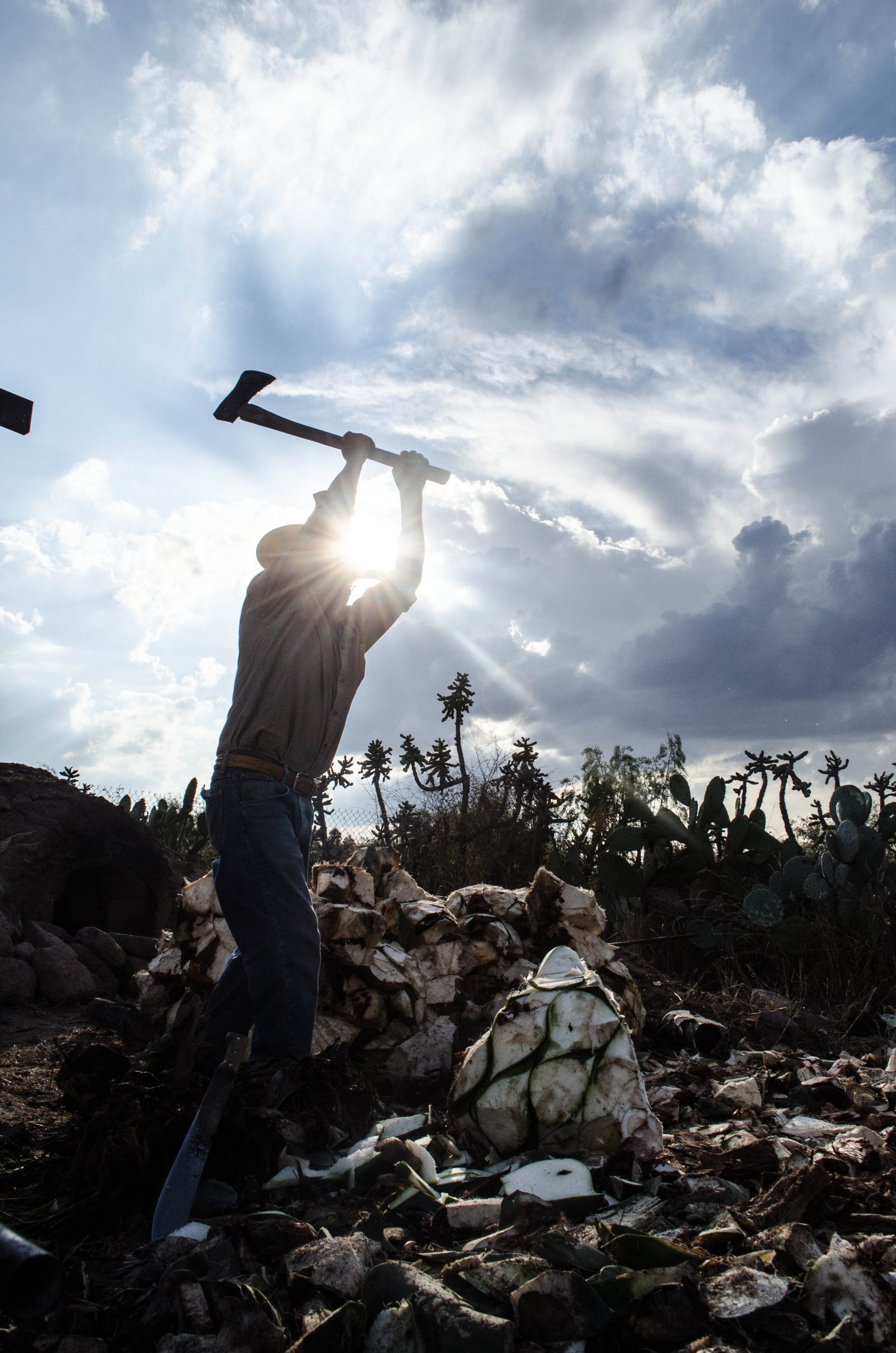 Guanajuato fortalece su liderazgo como referente nacional en la producción de agave tequilero