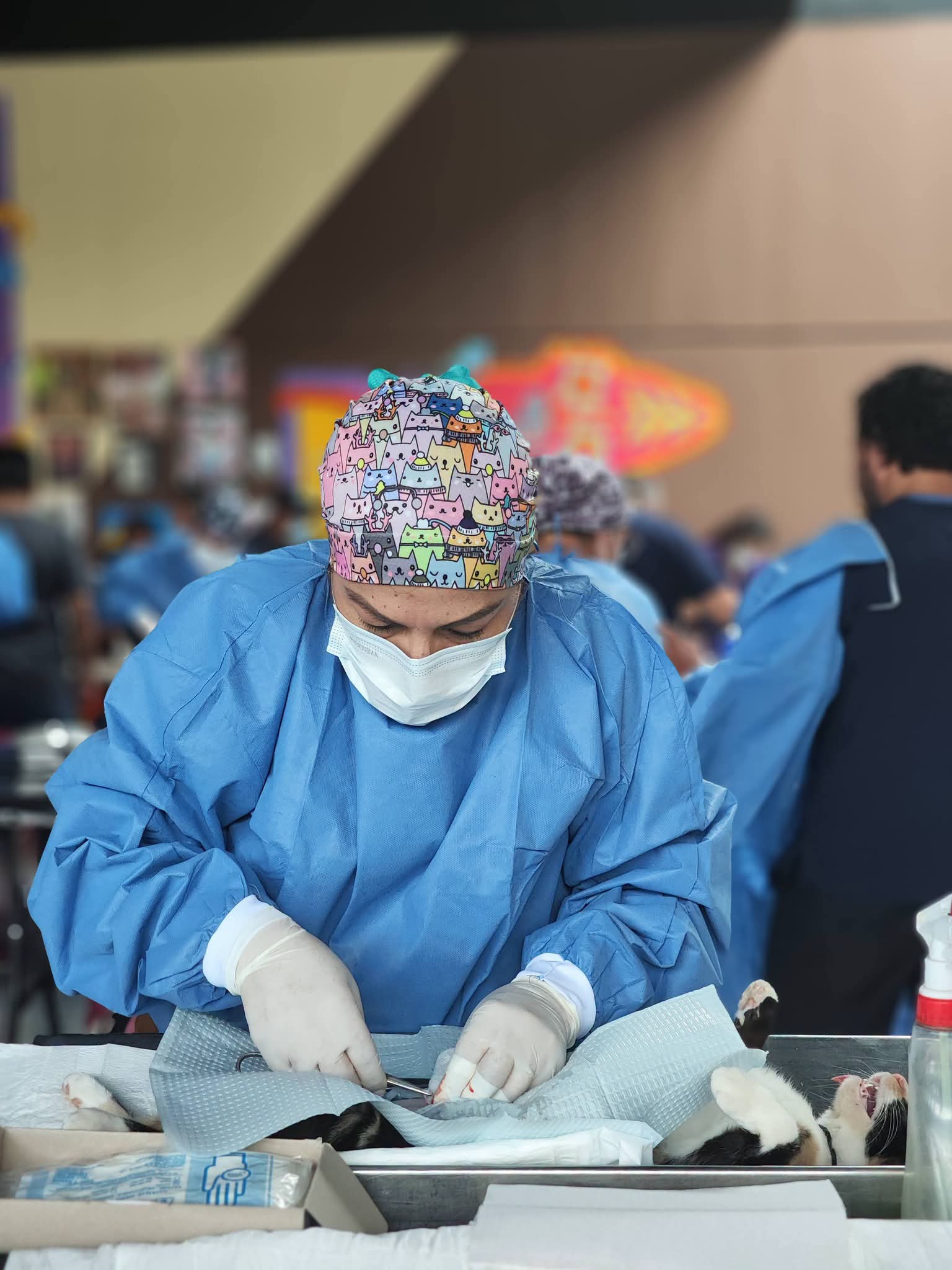 SSG realizará jornada gratuita de esterilización para perros y gatos en Celaya.