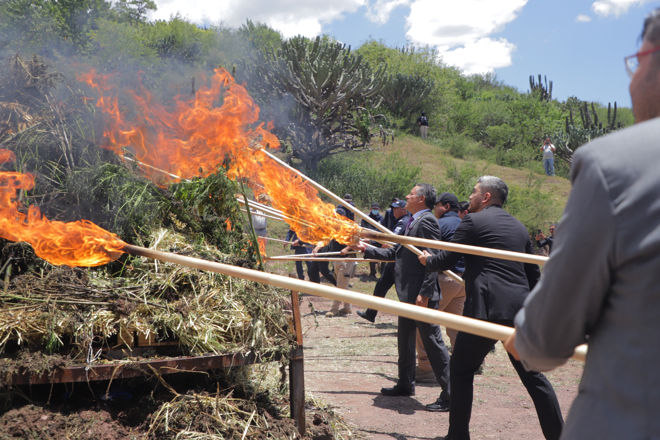 DESTRUYE  FISCALÍA DE GUANAJUATO MÁS DE 2 TONELADAS DE CANNABIS ASEGURADAS EN UN INVERNADERO CLANDESTINO EN ROMITA 