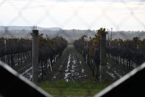 Guanajuato llega a la mitad de sus Vendimias 2026; aún quedan ocho experiencias para celebrar el vino