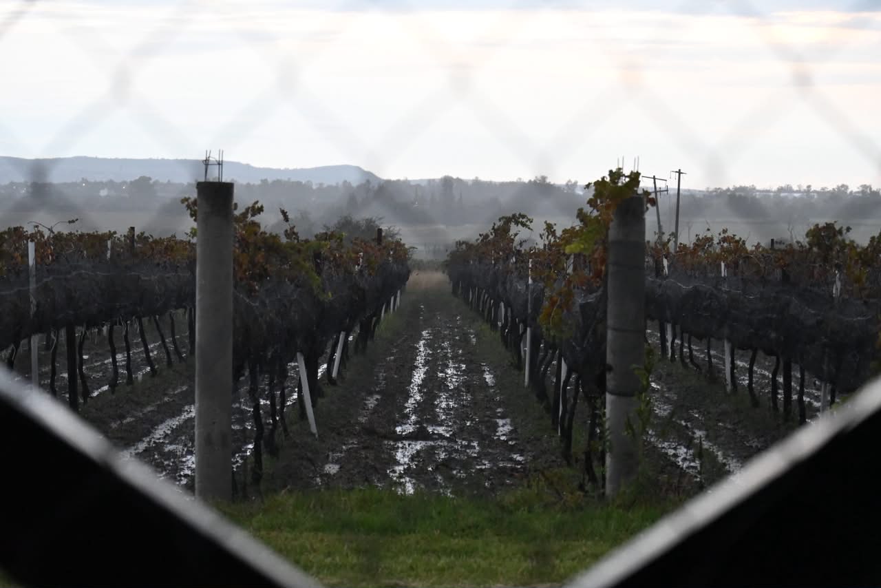 Guanajuato llega a la mitad de sus Vendimias 2026; aún quedan ocho experiencias para celebrar el vino